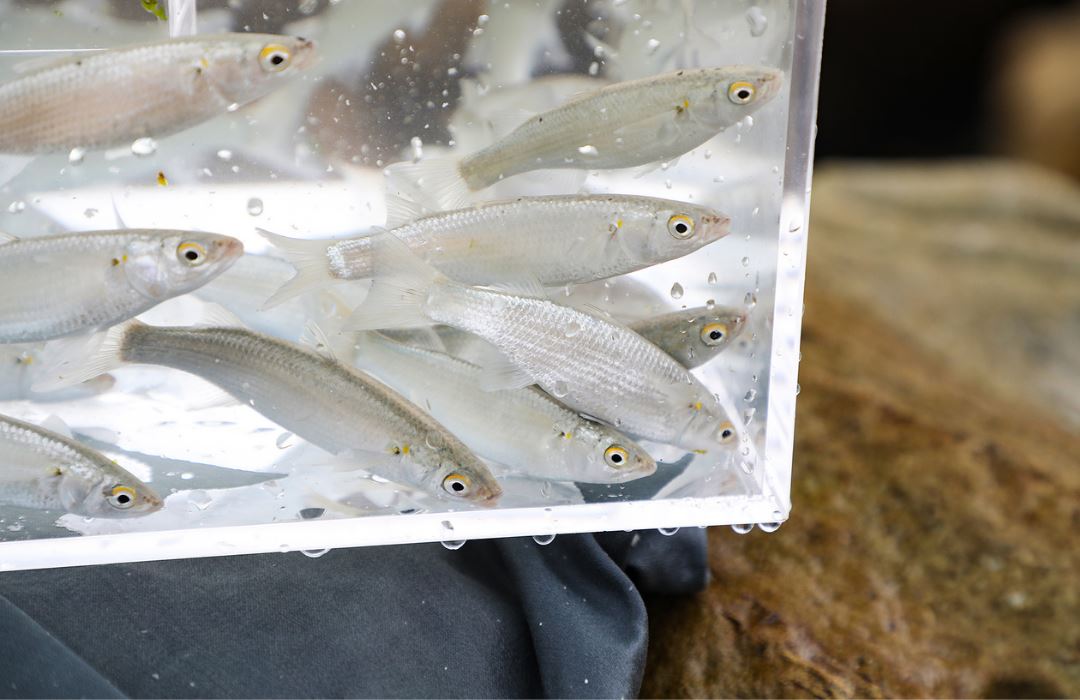 The All In Live Bait Trap