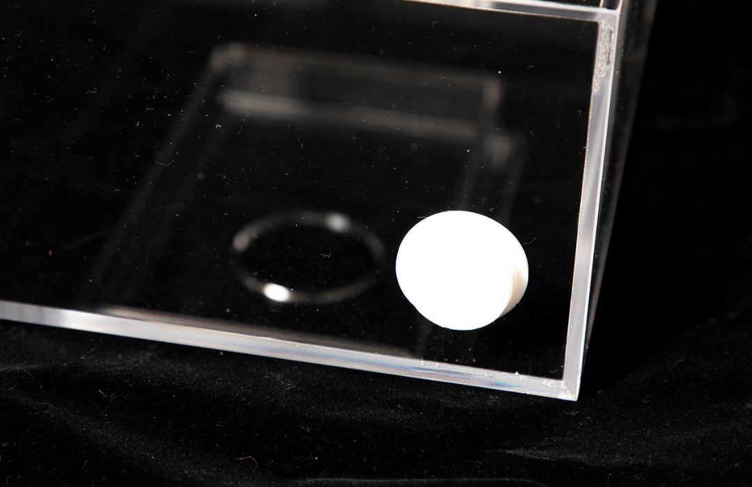 The All In Live Bait Trap