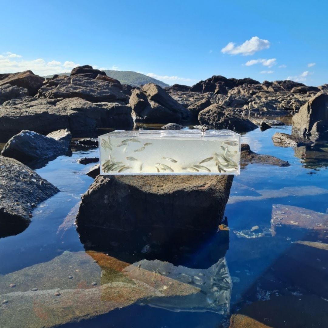 The All In Live Bait Trap