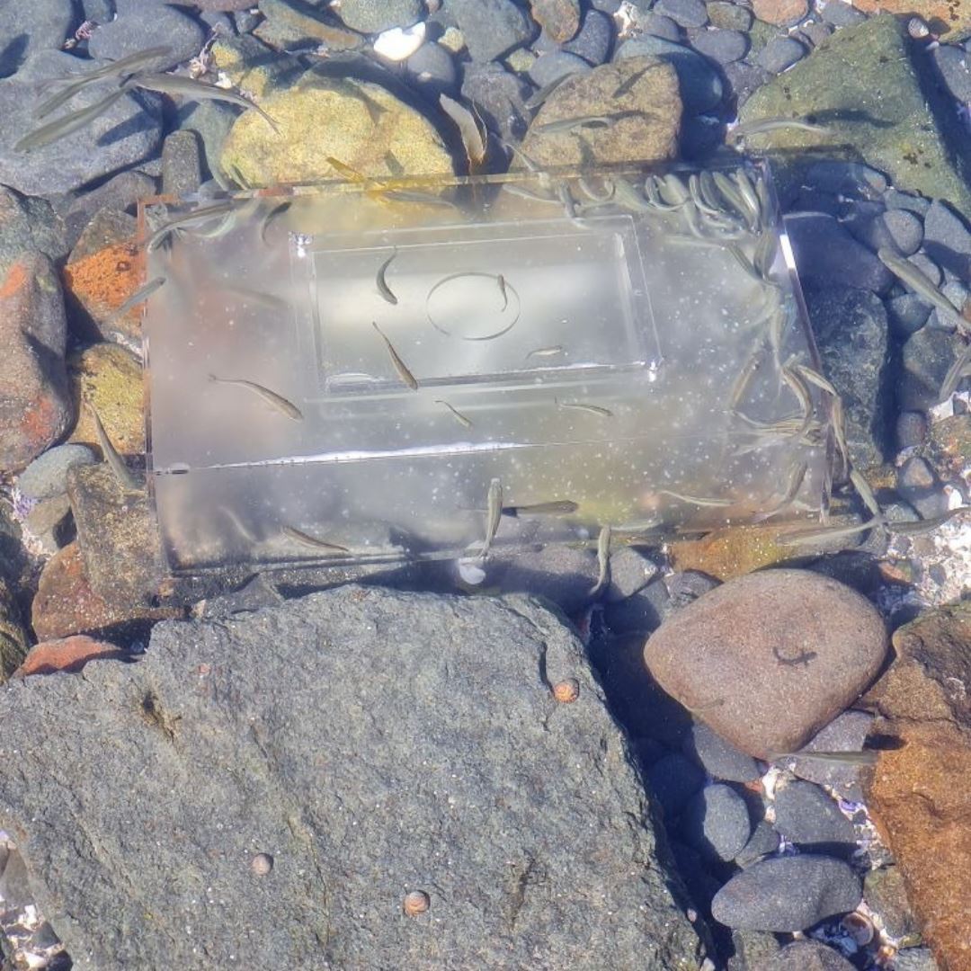 The All In Live Bait Trap